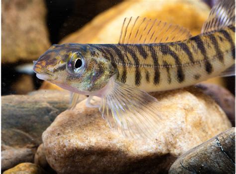 log fish|Logperch (Percina caprodes) .